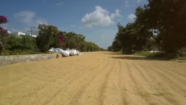 Reis Liegt Auf Dorfstraße Und Starker Wind Schüttelt Grüne Bäume — Stockvideo