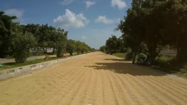 peuple riz récolté sec comme tradition sur la route goudronnée village entre les arbres verts sous le ciel bleu avec des nuages 