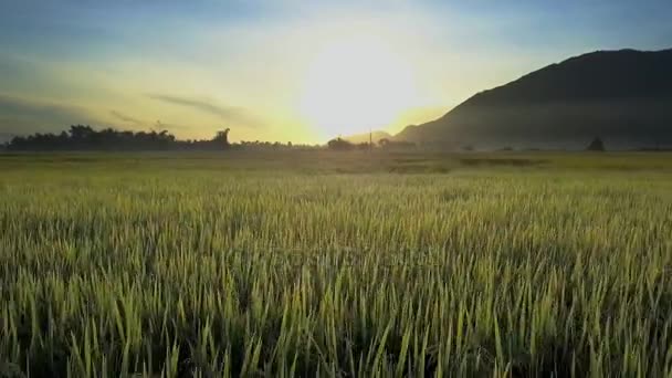 Drone Vista Vento Leve Balança Hastes Arroz Campo Contra Silhueta — Vídeo de Stock