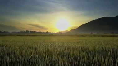 Drone üzerinde olgunlaşmış pirinç tarlaları Bulutların arasından kırma resimsel altın gündoğumu karşı uçar