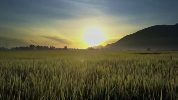 Kamera Olgunlaşmış Pirinç Kulaklar Aracılığıyla Sahada Ufuk Karanlık Tepe Tropikal — Stok video