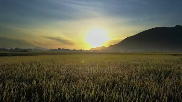无人机飞过一望无际的稻田 飞向远处的黑山和画报冉冉升起的太阳盘 — 图库视频影像