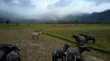Texas'ın uçsuz bucaksız pirinç tarlaları üzerinde otlatma ve drone sisli hills karşı ilgi ile bakarak hava büyüt