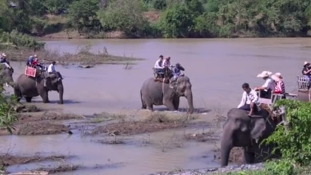 Holak Vietnam January 2018 Large Strong Grey Elephants Tourists Backs — Stock Video
