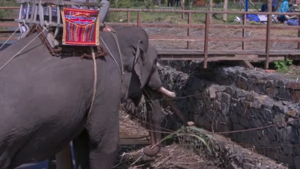 Vista Próxima Grande Elefante Cinza Com Assento Madeira Turística Descansa — Vídeo de Stock