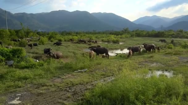 Picturale Panorama Groene Vallei Met Bruin Buffalo Kudde Verweiding Onder — Stockvideo