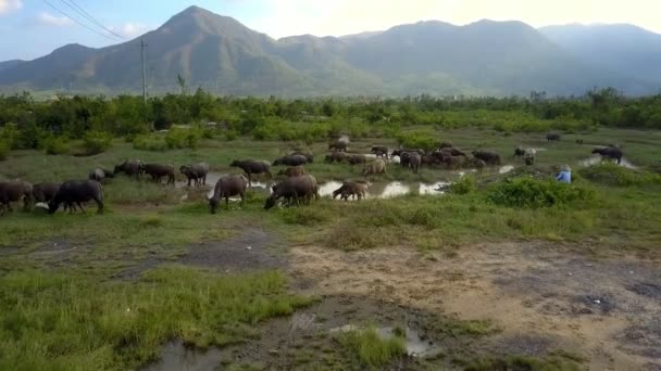 Beautiful Panorama Gray Buffaloes Graze Green Meadow Small Ponds Local — Stock Video