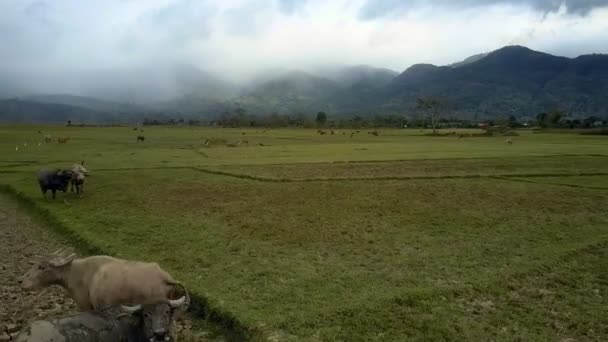 収穫された玄米農場白い雲で覆われて遠い丘のトップに対して大規模なバッファローの群れをブラウズします — ストック動画