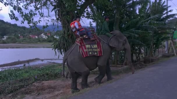 Holak Vietnam Gennaio 2018 Grande Bellissimo Elefante Con Turisti Sale — Video Stock