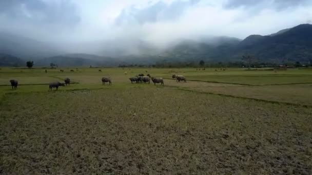 Aerial View Big Buffaloes Eat Grass Immense Rice Plantations Distant — Stock Video