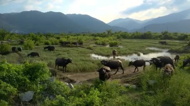 Interessantes Bild Braune Büffel Stehen Auf Gras Und Straße Und — Stockvideo