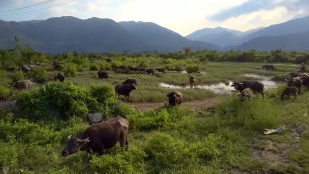 山と空と緑の草むらなどで子牛を で美しい国画像黒い水牛 — ストック動画