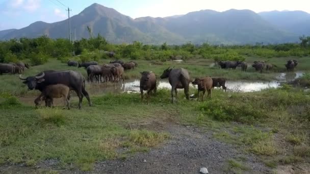 山と空のフィールドに小さな湖で美しいビュー茶色水牛の子牛放牧します — ストック動画