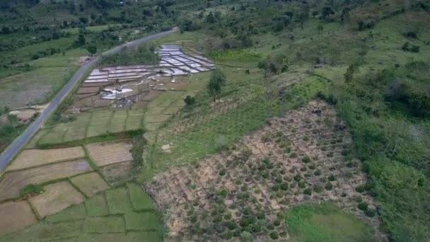 Plantas Panorámicas Arbustos Parcelas Arroz Inundado Cerca Camino Asfalto Contra — Vídeo de stock