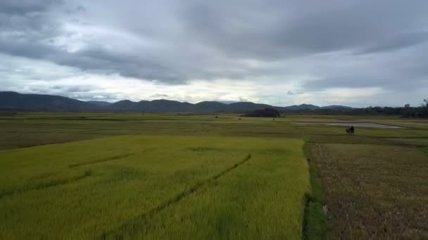 曇り空の下での農村の谷で遠くの暗い丘に対して悲観的な風景無限収穫した田んぼ — ストック動画