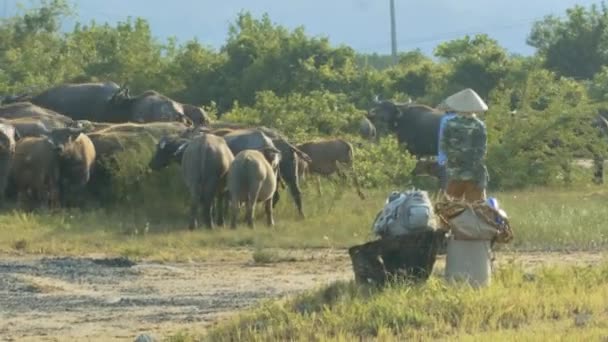 アジア人男性は伝統的なコーン帽子バレー澄んだ青い空を背景に新鮮な草の上の水牛を放牧します — ストック動画