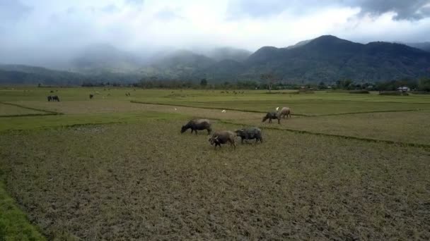 雲の影で覆われた遠い丘陵性のジャングルに対する緑の田んぼに牧草地の空撮大きな灰色の水牛 — ストック動画