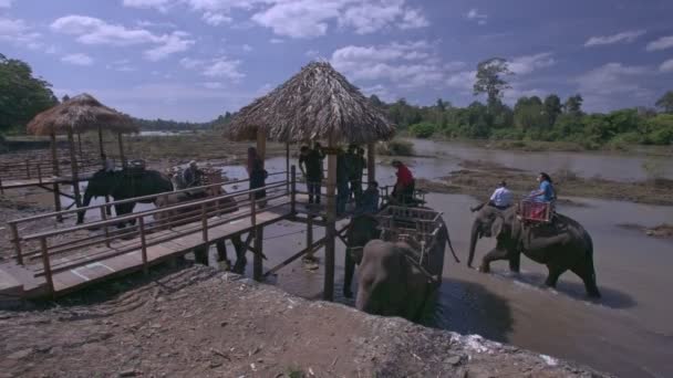 Holak Vietnam Gennaio 2018 Foto Turistiche Ragazze Europee Bellissimo Elefante — Video Stock