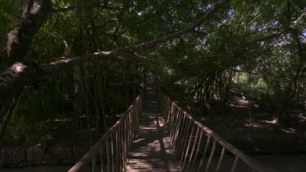 深绿色棕榈树下的美丽老木桥在温暖晴朗的阳光下在丛林中的树枝上 — 图库视频影像