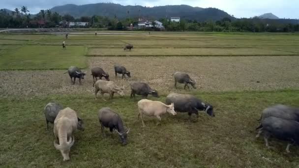 Einheimischer Weidet Büffelherde Auf Grenzenlosen Reisfeldern Gegen Weit Entfernte Grüne — Stockvideo