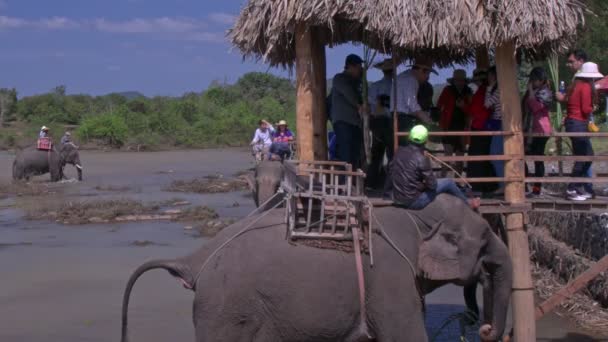 Holak Vietnam Enero 2018 Los Turistas Dejan Asiento Madera Elefante — Vídeos de Stock