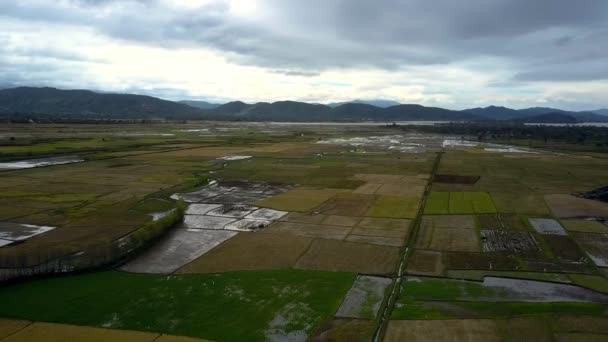 Nekonečné Letecké Panorama Hnědé Zelených Zatopené Pěstuje Rýže Farmář Spiknutí — Stock video