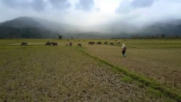 曇り空の下の丘陵の広大な稲プロットに群れをバッファローに歩く絵空撮ローカル牧夫 — ストック動画