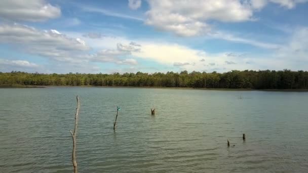 Pictorial Upper View Wooden Sticks Stuck Lake Water Distant Forest — Stock Video