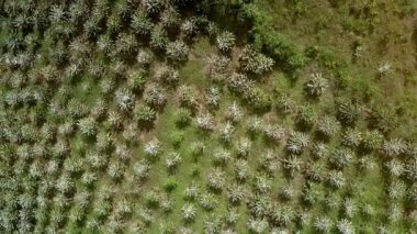 kahve bush satır Vietnamca highland içinde parlak güneş ışığı altında tepenin yamacında çiçekli resimsel hava panorama