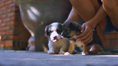 closeup kadın çıplak ayakla ağız kavgası ve küçük beyaz sevimli funny ile çalış ve siyah içinde ev avlu köpekler