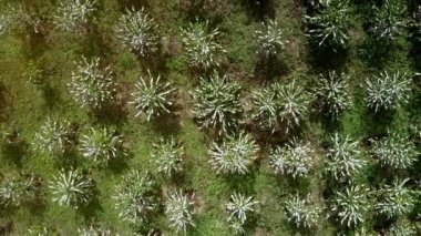 Dikey beyaz çiçek ağaçlarda kahve kadar parlak güneş ışığı altında dağ tepe üzerinde yükselen ile muhteşem manzarası