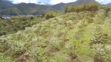 yeşil çim dağ tepe karşı uzak binalar üzerinde beyaz kahve ağaçlarında çiçeklenme resimsel panorama