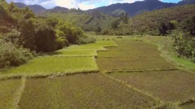 üst görünümü geniş pirinç tarlaları Vadisi ve kahve ağaçları parlak güneş ışığı, dağ tepe üzerinde ilham verici