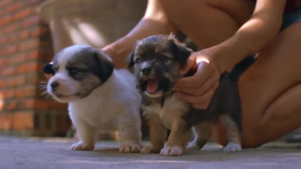 Primer Plano Dos Pequeños Perros Esponjosos Gambol Cerca Mujer Pies — Vídeo de stock