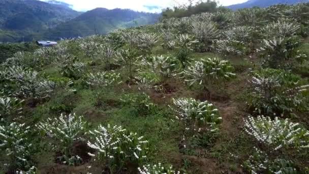 感動の美しいグリーン山脈に対しての丘の斜面の白いコーヒーの木の枝で開花上部表示を閉じる — ストック動画
