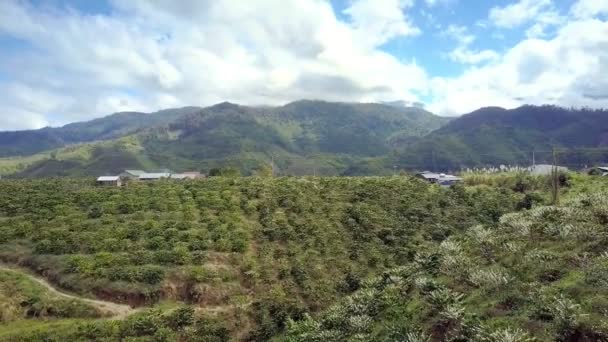 Indrukwekkend Panoramisch Uitzicht Koffie Struiken Met Witte Bloemen Geplant Heuvelachtig — Stockvideo