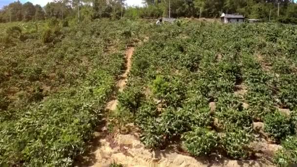 Beautiful Aerial View Mountain Hill Covered Green Coffee Trees Growing — Stock Video