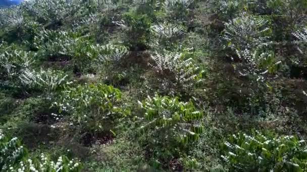 Wunderbare Aussicht Über Den Grünen Hügel Mit Kaffeebäumen Weißer Blüte — Stockvideo