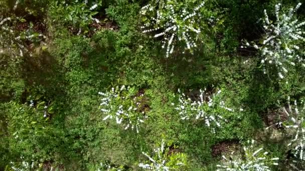 belle vue aérienne grande floraison avec des fleurs blanches plantation de caféiers sur la colline de montagne par jour ensoleillé 