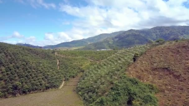 Bildmässigt Flygfoto Vietnamesiska Highland Med Kaffe Träd Blommande Gröna Kulle — Stockvideo