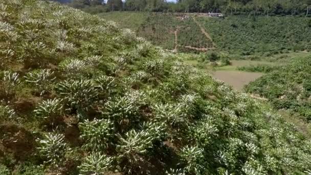 Дивовижний Панорамний Вид Кавові Дерева Покриті Великими Білими Квітами Ростуть — стокове відео