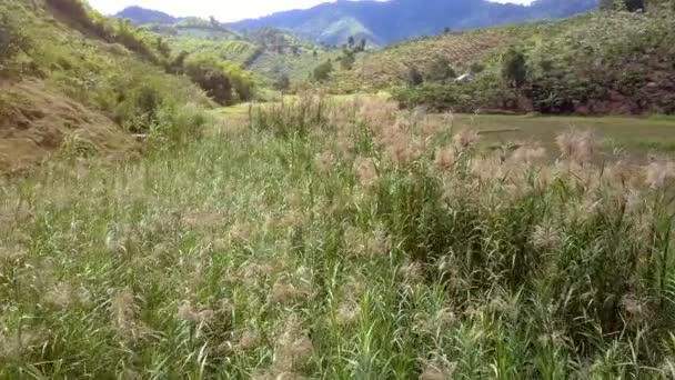 梦幻般的鸟瞰高芦苇在绿色大谷反对领域和遥远的山 — 图库视频影像