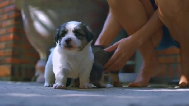 Primer Plano Tierna Amante Sienta Descalzo Juega Acariciando Lindo Blanco — Vídeos de Stock