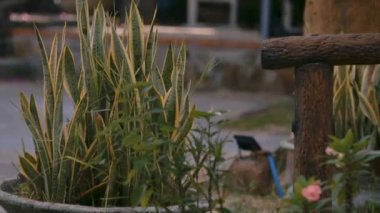 güzel resim tropikal bitki ağaç gövde şekil resort city Park yakınındaki tencerede uzun ışık yeşil yaprakları ile kapatmak