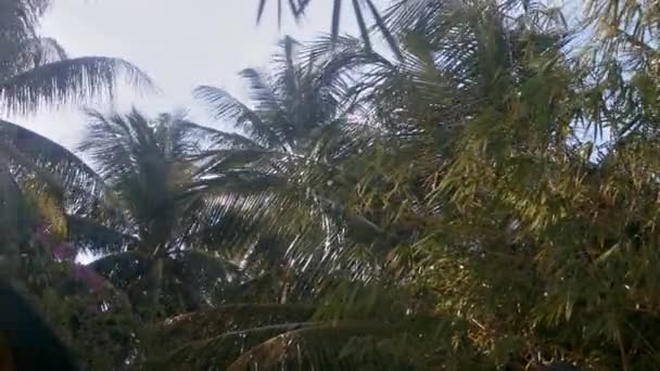 Sluit Picturale Weergave Sterke Wind Schudt Grote Palm Takken Hoge — Stockvideo