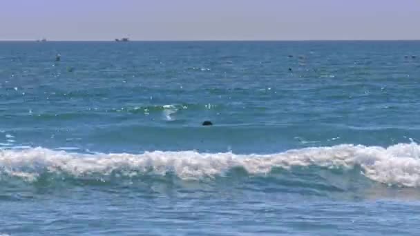 サーフィン スーツを着た若い男があるし 水スクーターの運転に反対の静かな海の波の間サーフボード上帆 — ストック動画