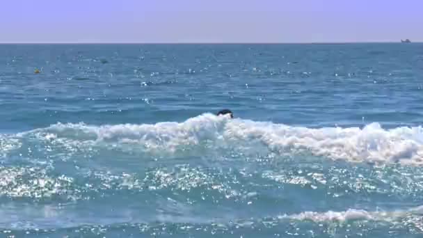 Kerl Surfer Anfänger Versucht Kleine Schäumende Welle Fangen Und Hält — Stockvideo