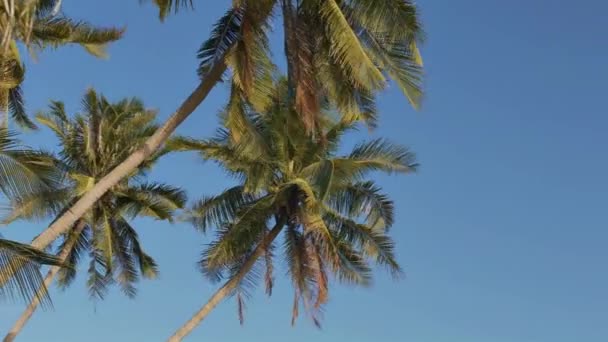 热带海岸边有抱负的风气息的特写高异国情调的绿色棕榈树波浪 — 图库视频影像