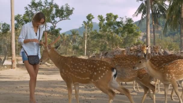 特写快乐的女孩短裤饲料可爱的鹿在国家公园对热带绿色植物在炎热的一天 — 图库视频影像