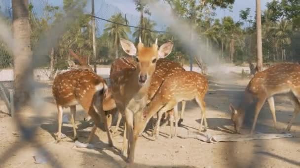 Nahaufnahme Braune Babyhirsche Fressen Futter Eingezäuntem Gebiet Nationalpark Gegen Exotische — Stockvideo